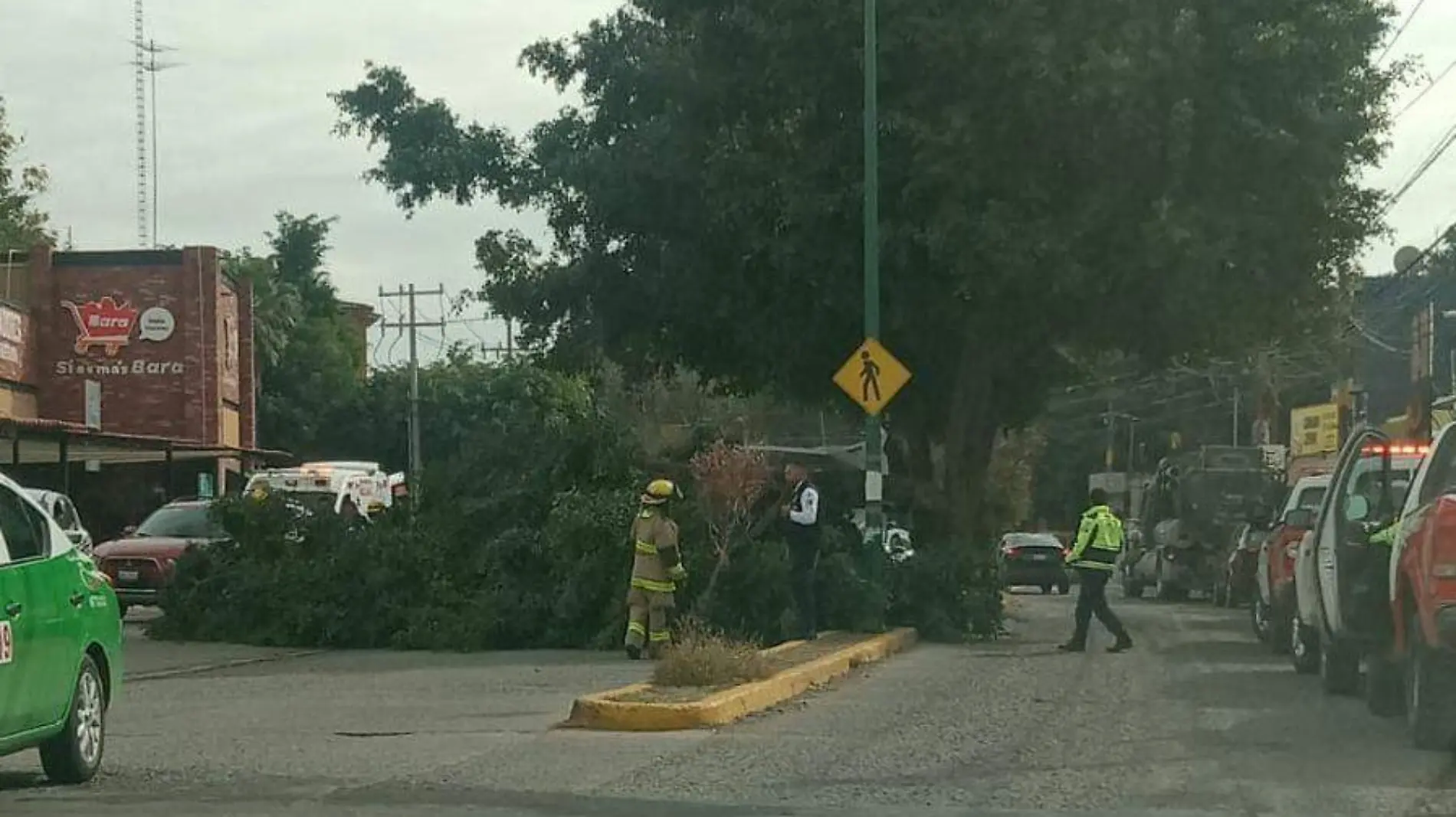 ARBOL EL ROSARIO (2)